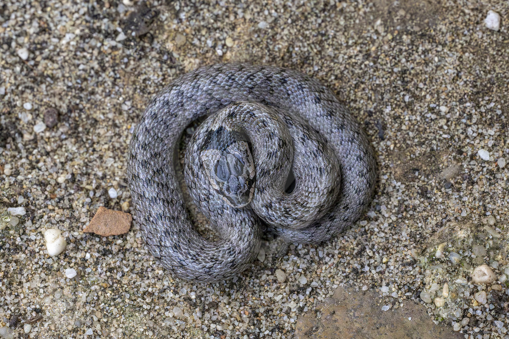 Rolled up Iberian false smooth snake (Macroprotodon brevis) in the South of Spain - Nature Stock Photo Agency