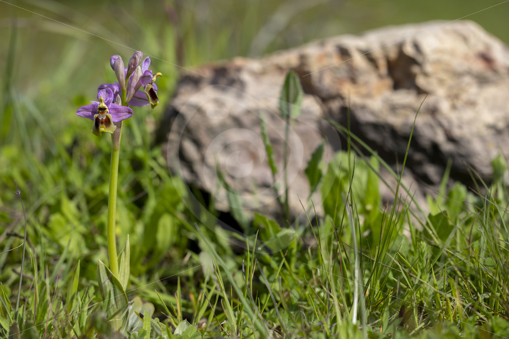 Sawfly orchid (subspecies Ophrys ficalhoana) in the Dehesas near Sevilla, South Spain - Nature Stock Photo Agency