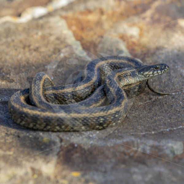 Viperine snake (Natrix maura) catching some heat on a stone, Huelva, Spain - Nature Stock Photo Agency