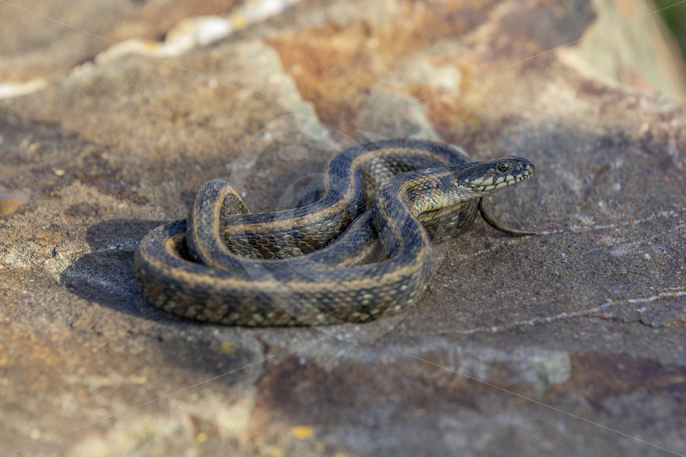 Viperine snake (Natrix maura) catching some heat on a stone, Huelva, Spain - Nature Stock Photo Agency