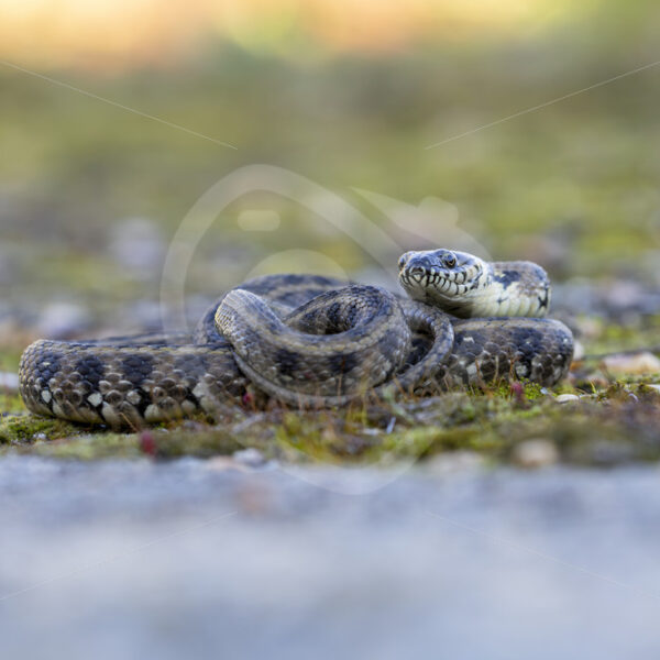 Viperine snake (Natrix maura) on a mossy surface, Huelva, Spain - Nature Stock Photo Agency