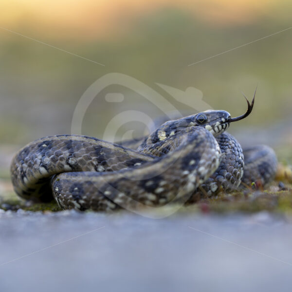 Viperine snake (Natrix maura) rolled up with its tongue out, Huelva, Spain - Nature Stock Photo Agency