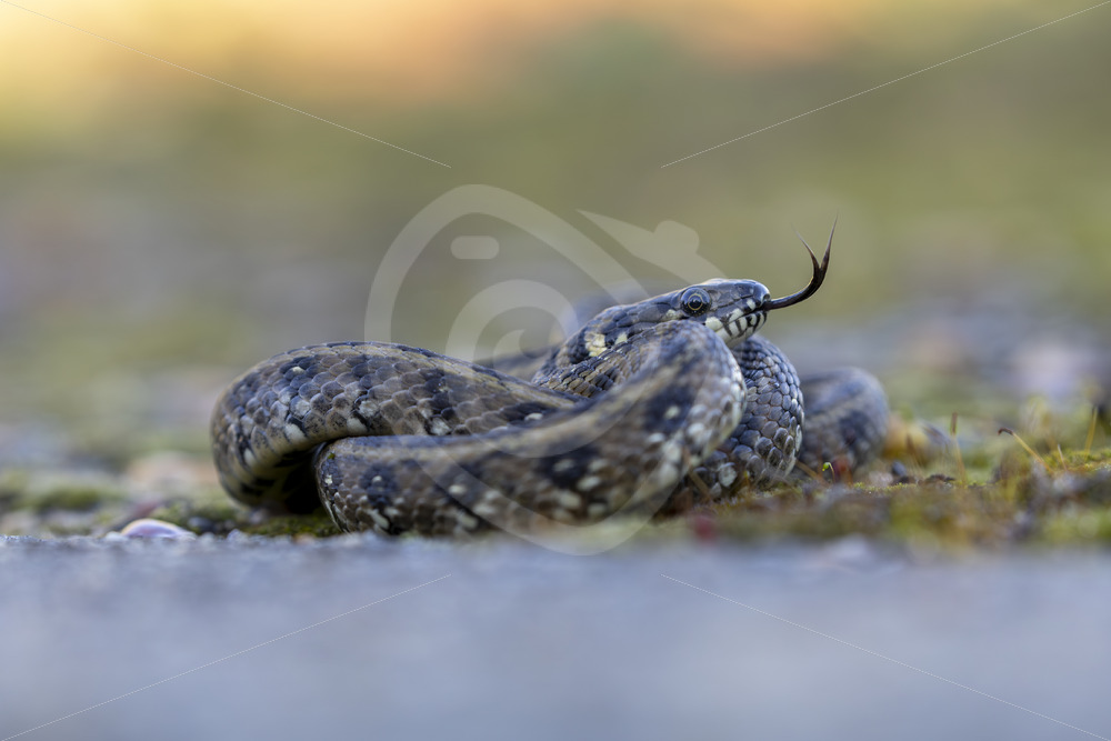 Viperine snake (Natrix maura) rolled up with its tongue out, Huelva, Spain - Nature Stock Photo Agency