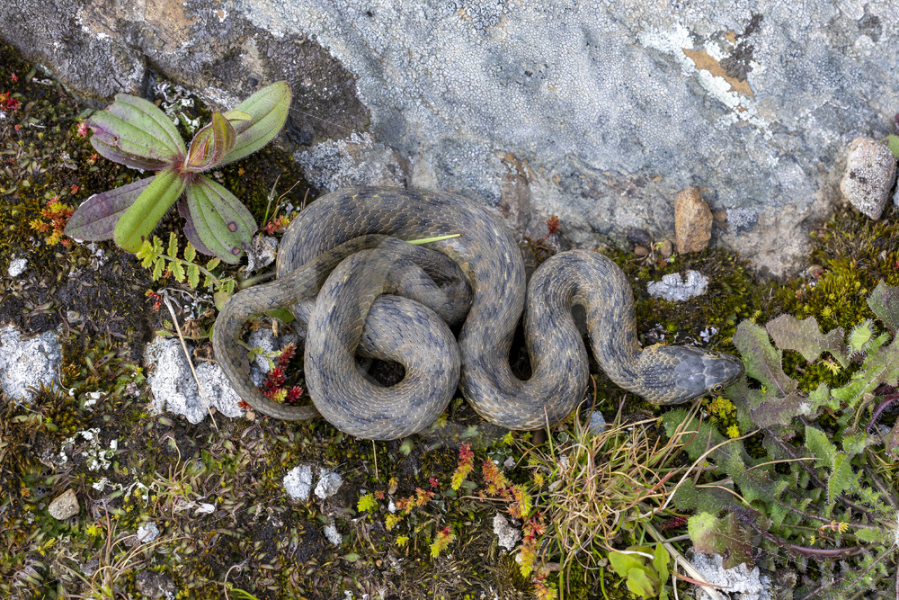Viperine snake (Natrix maura) seen from above, Huelva, Spain - Nature Stock Photo Agency