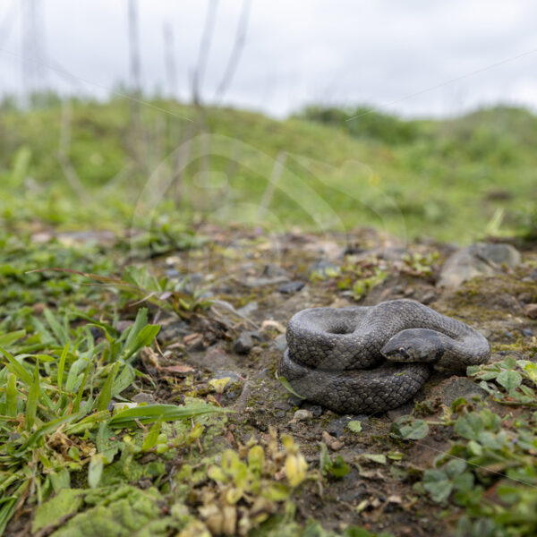 Western false smooth snake (Macroprotodon brevis) in Sierra Norte de Sevilla, South of Spain - Nature Stock Photo Agency