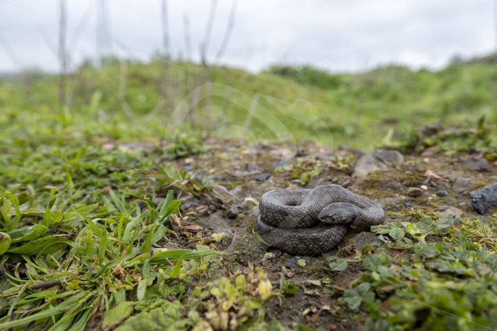Western false smooth snake (Macroprotodon brevis) in Sierra Norte de Sevilla, South of Spain - Nature Stock Photo Agency
