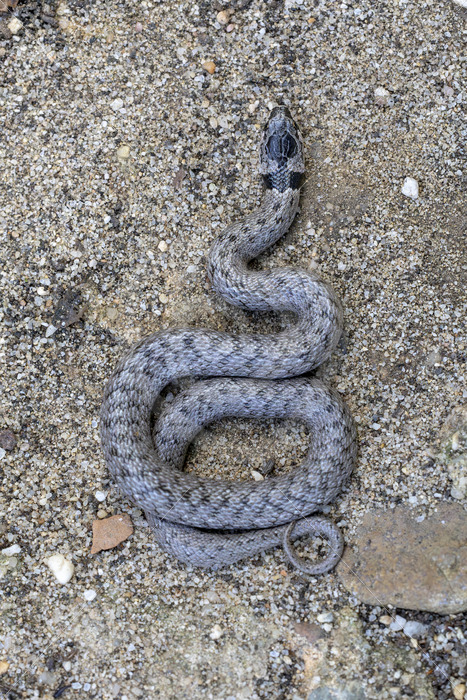Western false smooth snake (Macroprotodon brevis) in the South of Spain - Nature Stock Photo Agency