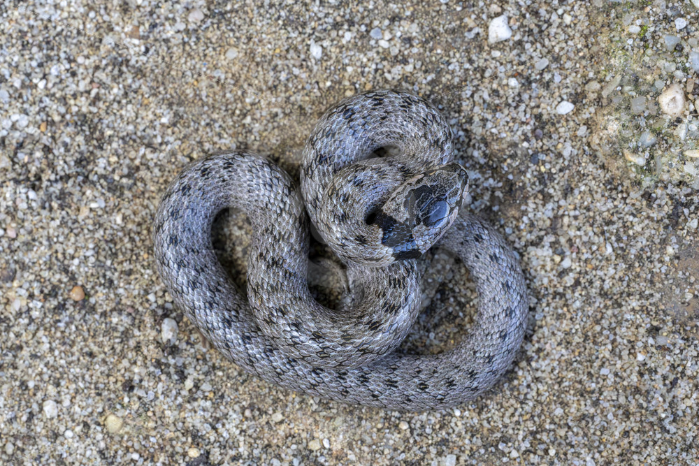 Western or Iberian false smooth snake (Macroprotodon brevis) in the South of Spain - Nature Stock Photo Agency