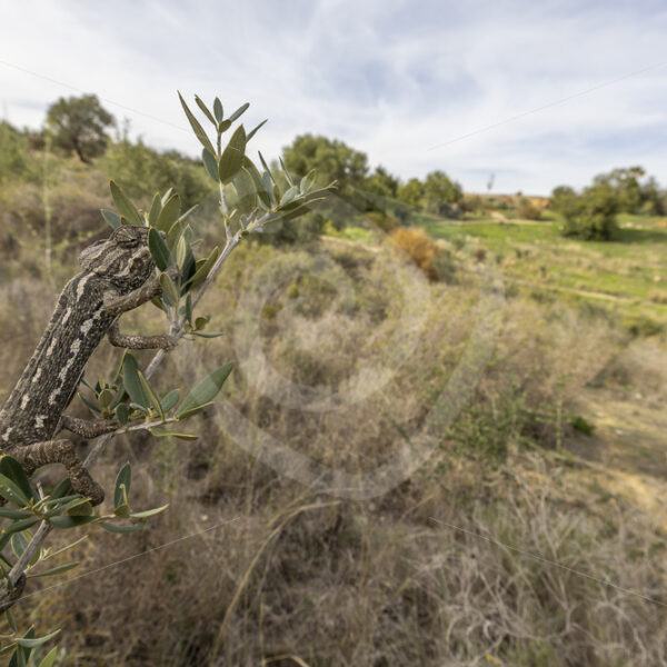 Wide angle of a common chameleon (Chamaeleo chamaeleon) in a nature reserve near Malaga, Spain - Nature Stock Photo Agency