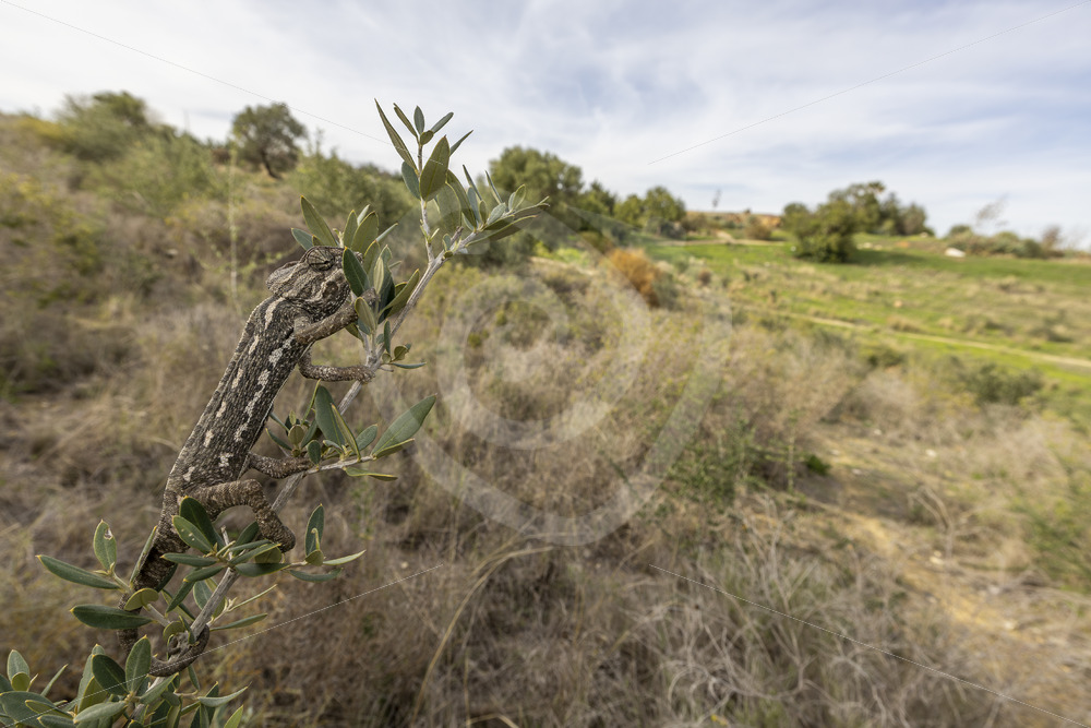 Wide angle of a common chameleon (Chamaeleo chamaeleon) in a nature reserve near Malaga, Spain - Nature Stock Photo Agency