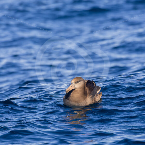 A Black-footed Albatross (Phoebastria nigripes) floating on the water in Monterey Bay, California - Nature Stock Photo Agency