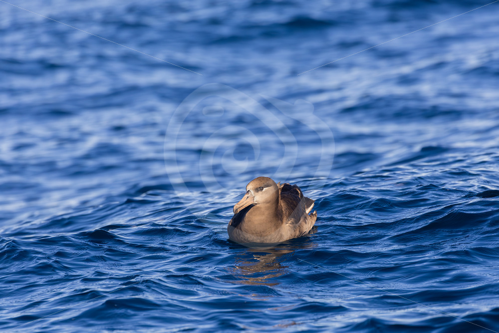 A Black-footed Albatross (Phoebastria nigripes) floating on the water in Monterey Bay, California