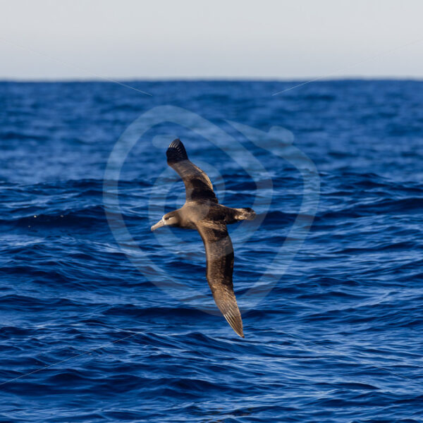 A Black-footed Albatross (Phoebastria nigripes) flying over Monterey Bay, California - Nature Stock Photo Agency