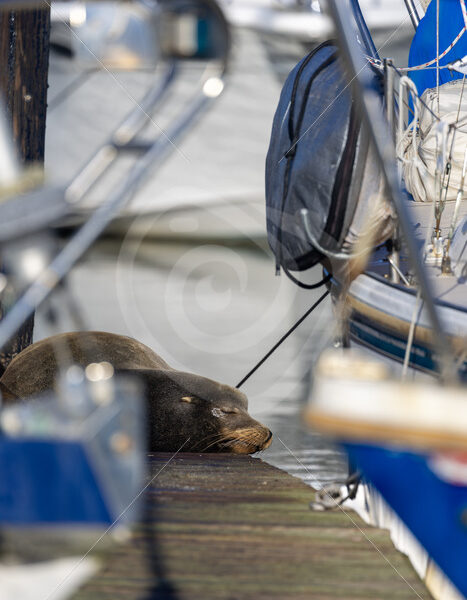 A Californian sea lion (Zalophus californianus) sleeping between some boats, Monterey, California - Nature Stock Photo Agency