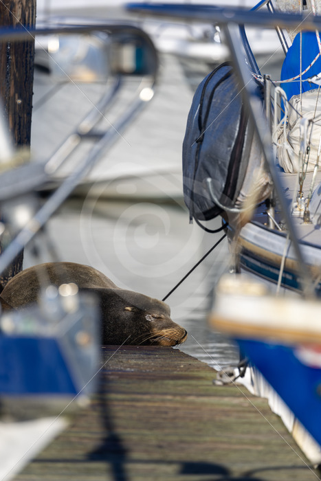 A Californian sea lion (Zalophus californianus) sleeping between some boats, Monterey, California