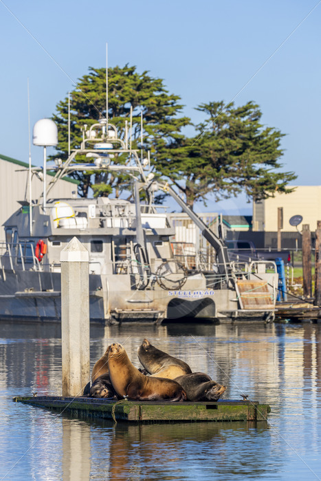 A group of Californian sea lions on a pontoon in a harbour near Monterey, California - Nature Stock Photo Agency