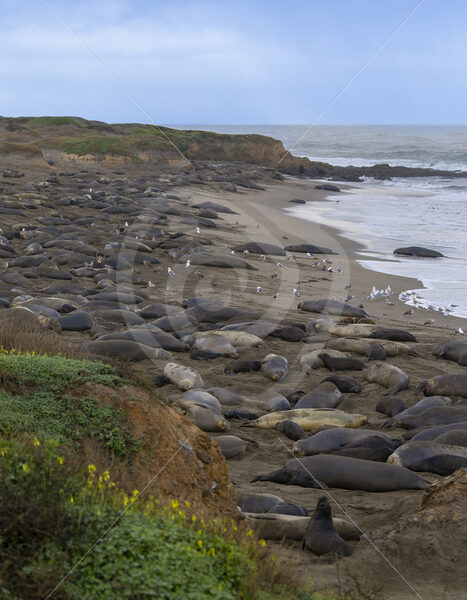 Big colony of Northern elephant seals (Mirounga angustirostris) in San Simeon, California - Nature Stock Photo Agency