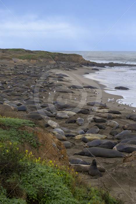 Big colony of Northern elephant seals (Mirounga angustirostris) in San Simeon, California - Nature Stock Photo Agency