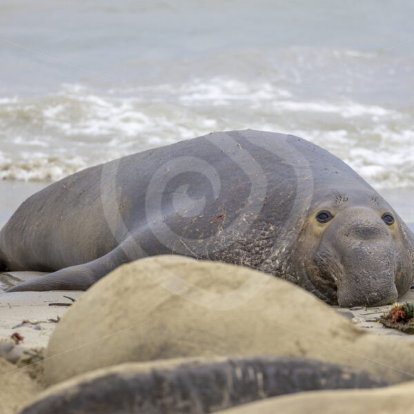 Big male Northern elephant seal coming out of the waves, San Simeon coast, California - Nature Stock Photo Agency