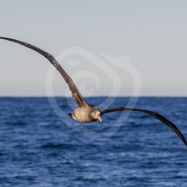 Black-footed Albatross (Phoebastria nigripes) flying over Monterey Bay, California - Nature Stock Photo Agency