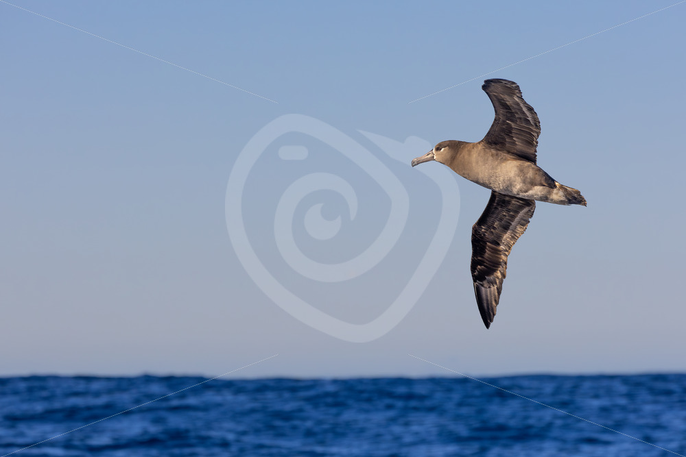 Black-footed Albatross (Phoebastria nigripes) flying over Monterey Bay, California