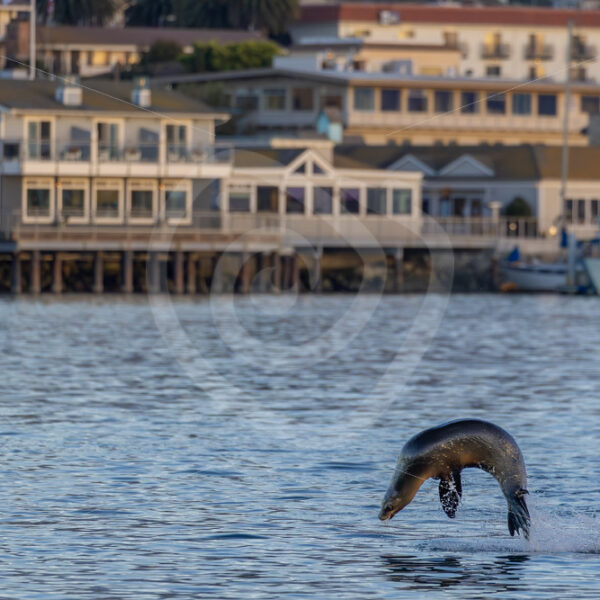 California sea lion (Zalophus californianus) jumping in MorroBay, California - Nature Stock Photo Agency