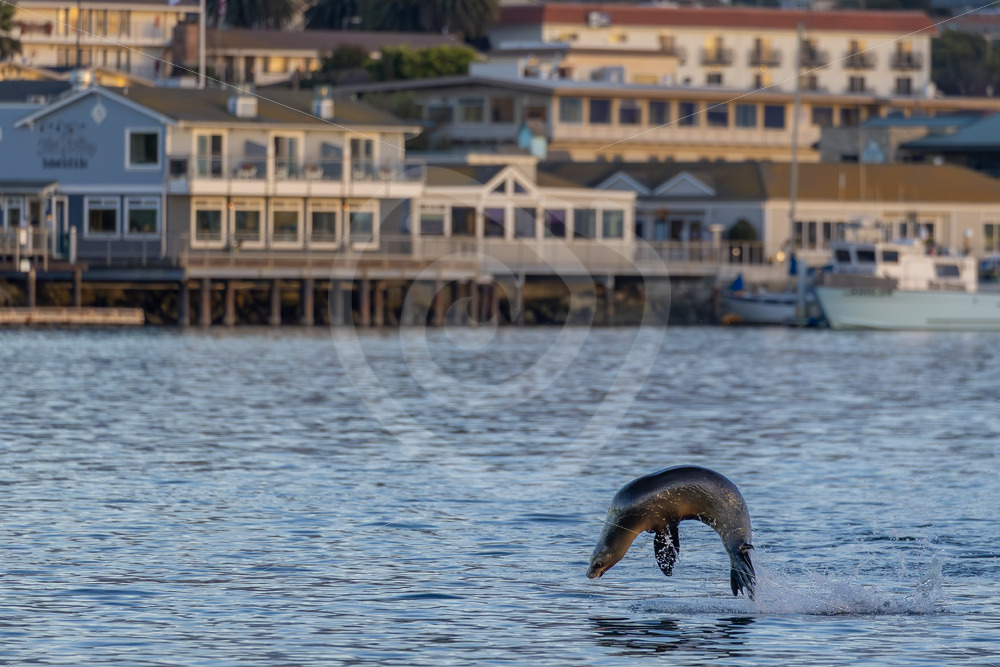 California sea lion (Zalophus californianus) jumping in MorroBay, California - Nature Stock Photo Agency