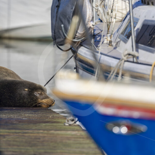 Californian sea lion sleeping on a pontoon between some boats, Monterey, California - Nature Stock Photo Agency