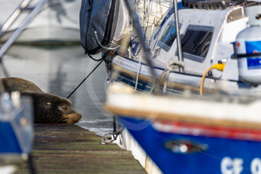 Californian sea lion (Zalophus californianus) sleeping in between some boats, Monterey, California