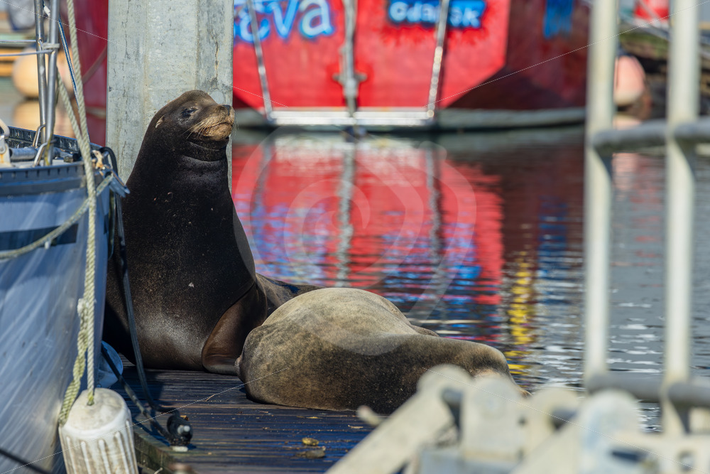 Californian sea lions on a jetty in a harbour near Monterey, California