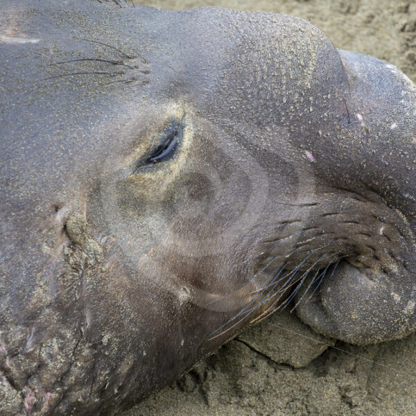 Closup of a male Northern elephant seal (Mirounga angustirostris) in San Simeon, California - Nature Stock Photo Agency