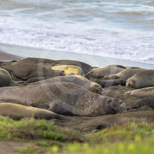 Colony of elephant seals with a big male in Año Nuevo State Park, California - Nature Stock Photo Agency