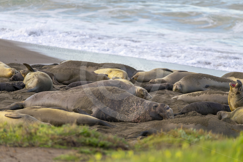 Colony of elephant seals with a big male in Año Nuevo State Park, California - Nature Stock Photo Agency
