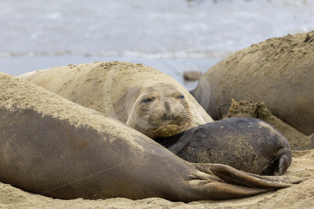 Female Northern Elephant seal (Mirounga angustirostris) in a colony near San Simeon, California - Nature Stock Photo Agency