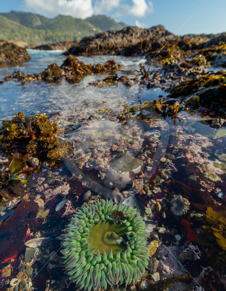 Giant green anemone (Anthopleura xanthogrammica) in a tide pool of Weston Beach, Monterey, California - Nature Stock Photo Agency