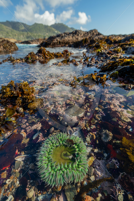 Giant green anemone (Anthopleura xanthogrammica) in a tide pool of Weston Beach, Monterey, California - Nature Stock Photo Agency