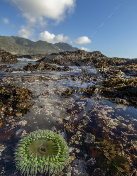 Giant green anemone in a tide pool of Weston Beach, Point Lobos, Monterey, California - Nature Stock Photo Agency