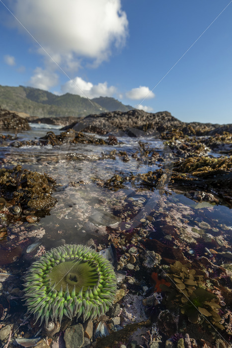 Giant green anemone in a tide pool of Weston Beach, Point Lobos, Monterey, California - Nature Stock Photo Agency