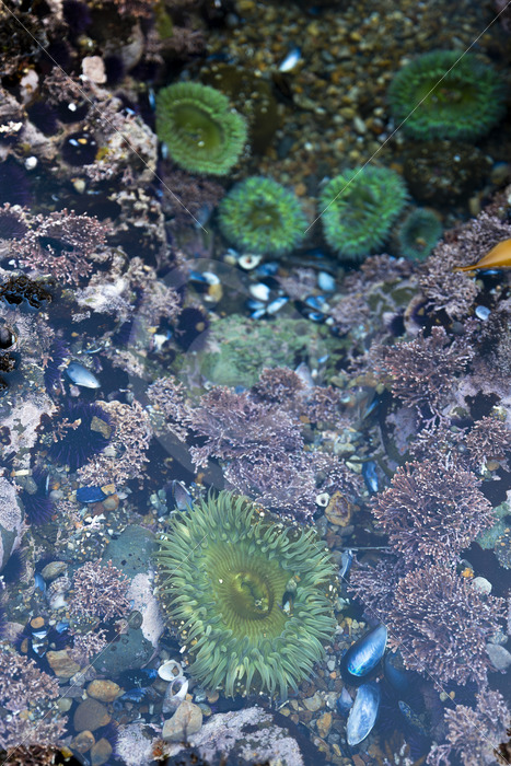 Giant green anemone lineups in tide pools, Point Lobos State Natural Reserve, Monterey, California - Nature Stock Photo Agency