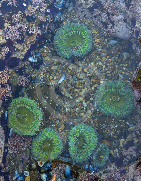 Giant green anemones in tide pools in Point Lobos State Natural Reserve, Monterey, California - Nature Stock Photo Agency