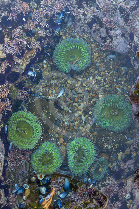 Giant green anemones in tide pools in Point Lobos State Natural Reserve, Monterey, California - Nature Stock Photo Agency