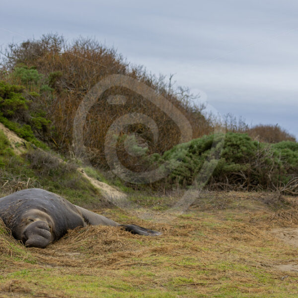 Giant male elephant seal sleeping in the dunes of Año Nuevo State Park, California - Nature Stock Photo Agency