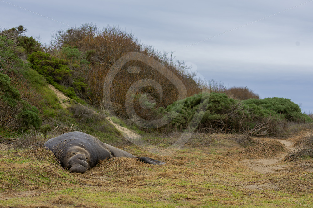 Giant male elephant seal sleeping in the dunes of Año Nuevo State Park, California - Nature Stock Photo Agency