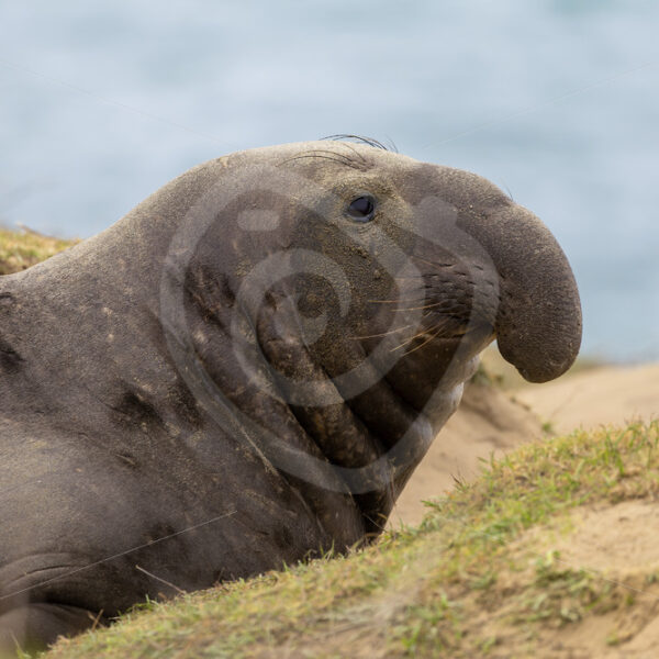 Male Northern elephant seal (Mirounga angustirostris) in the dunes of Año Nuevo State Park, California - Nature Stock Photo Agency