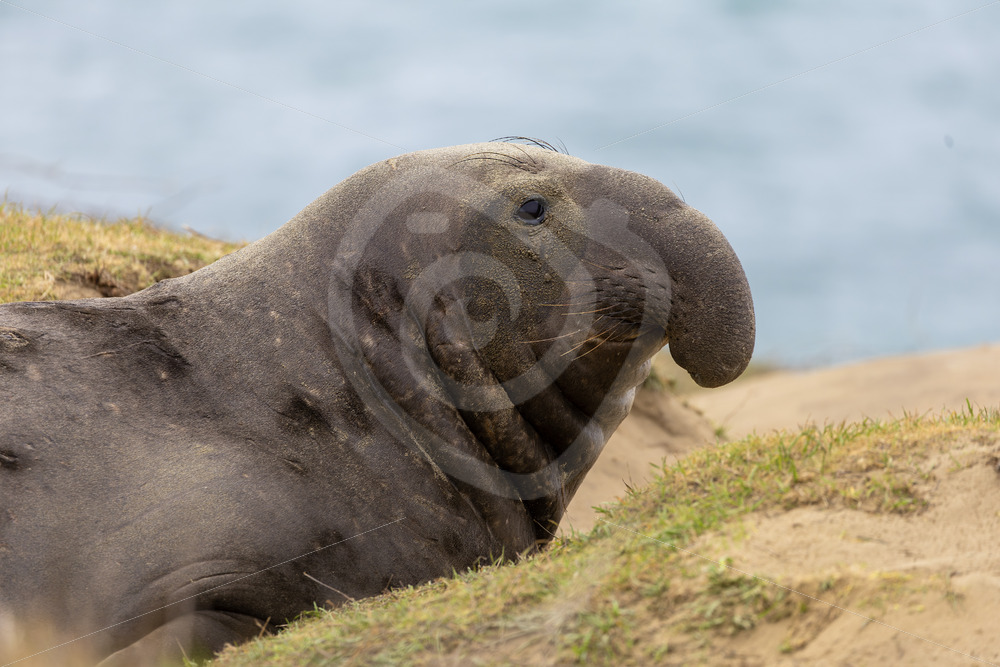 Male Northern elephant seal (Mirounga angustirostris) in the dunes of Año Nuevo State Park, California - Nature Stock Photo Agency