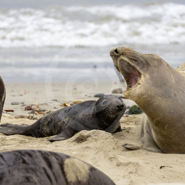 Mother elephant seal with her pup on the coast of San Simeon, California - Nature Stock Photo Agency