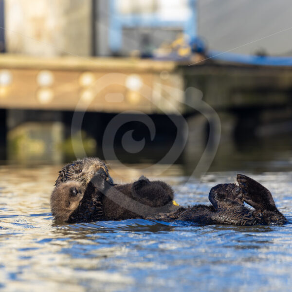 Mother Sea otter (Enhydra lutris) with her cub floating in a small harbour, South California - Nature Stock Photo Agency
