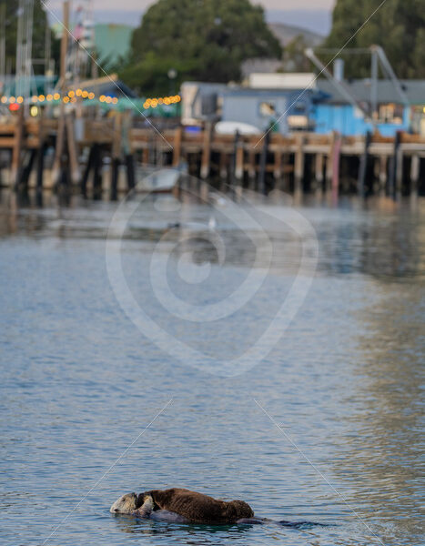Mother sea otter (Enhydra lutris) with her cub in Morro Bay, California - Nature Stock Photo Agency