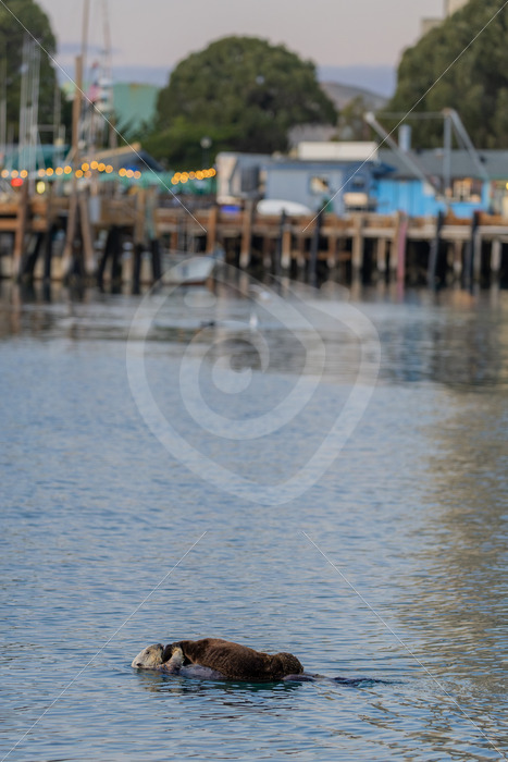 Mother sea otter (Enhydra lutris) with her cub in Morro Bay, California - Nature Stock Photo Agency