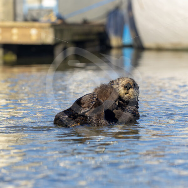 Mother Sea otter (Enhydra lutris) with her cub on her belly floating in a small harbour, South California - Nature Stock Photo Agency